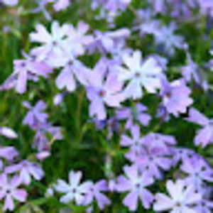 Meet your Posher, Audrey